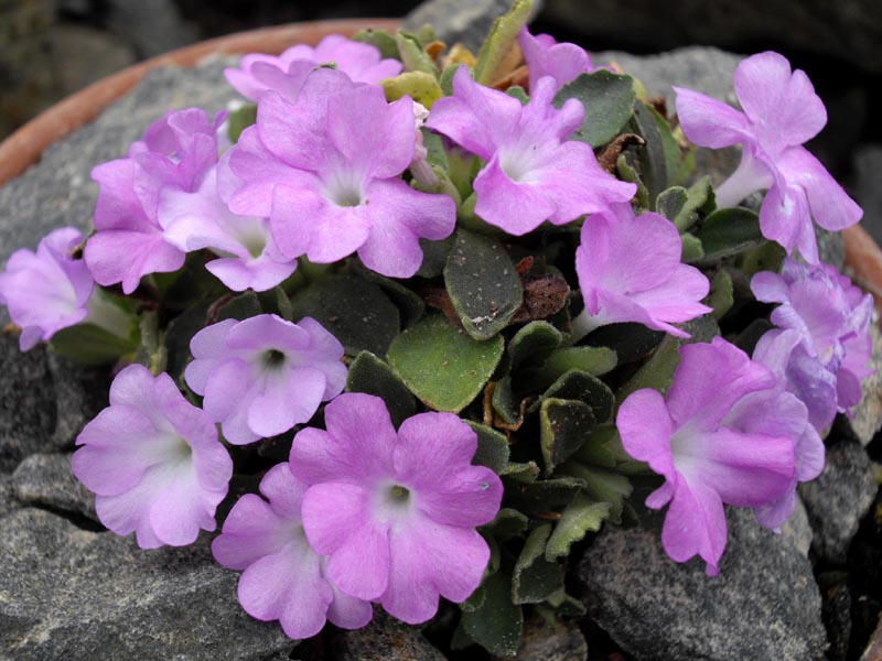 Primula allionii HNG12 photo